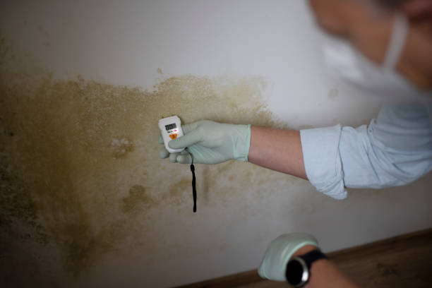 Reliable Norfolk, NE Mold Remediation Solutions